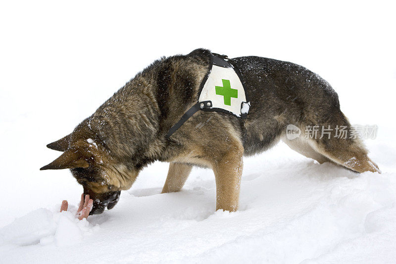 冬季救援犬