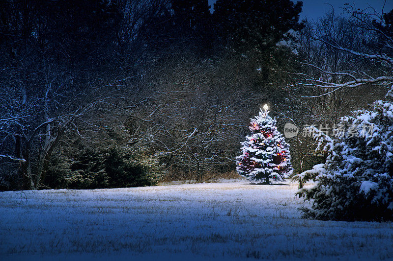 魔法灯照亮白雪覆盖的圣诞树
