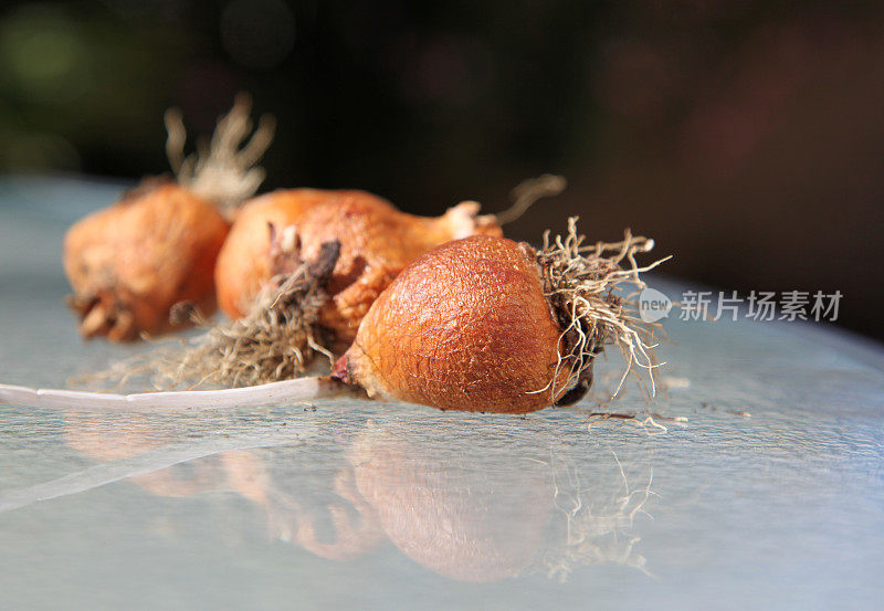 郁金香球茎