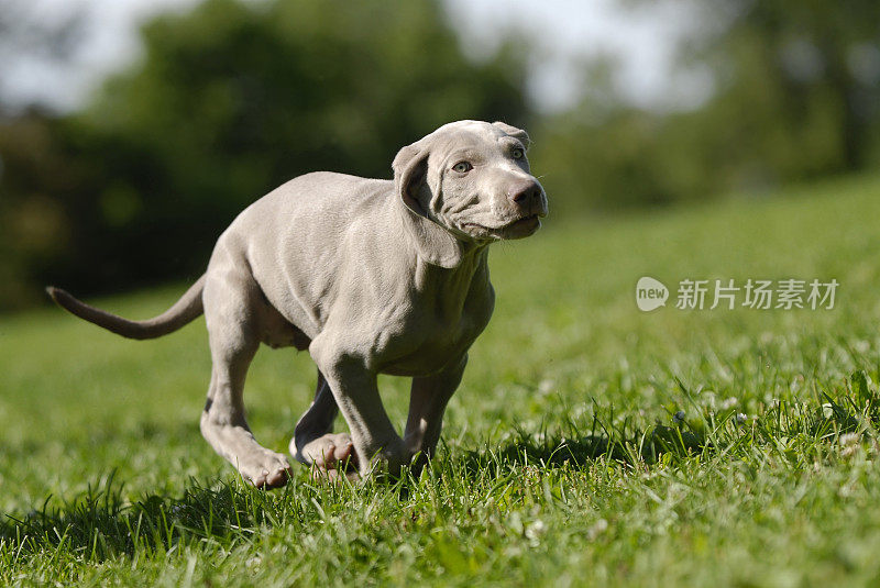 魏玛猎狗幼犬