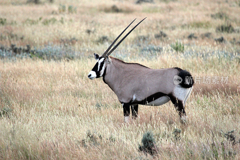 纳米比亚埃托沙国家公园的羚羊