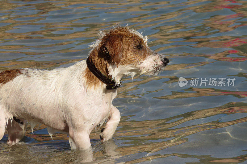 狗在水里