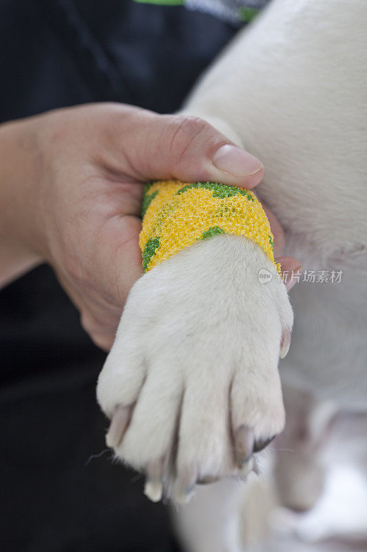 兽医技术员包扎法国斗牛犬的腿特写