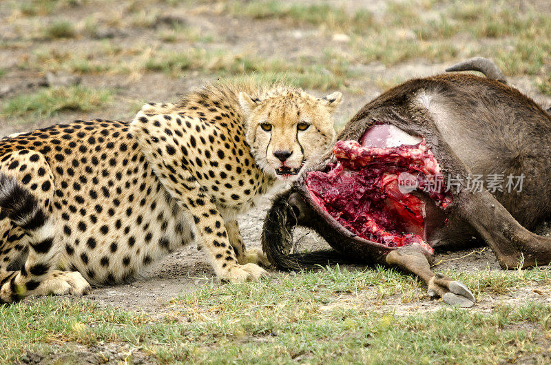 雄性猎豹守护着他的猎物