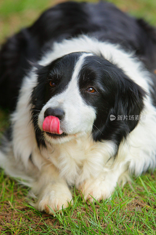 边境牧羊犬小狗肖像