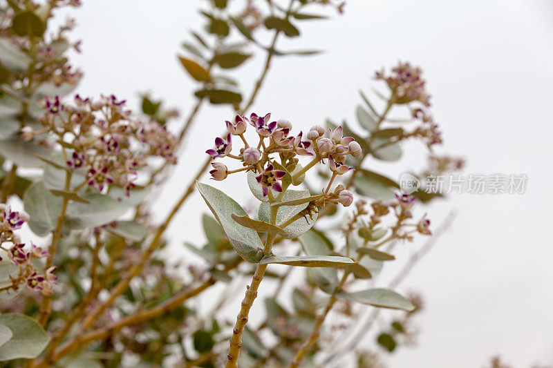 黄栌花(所多玛苹果)