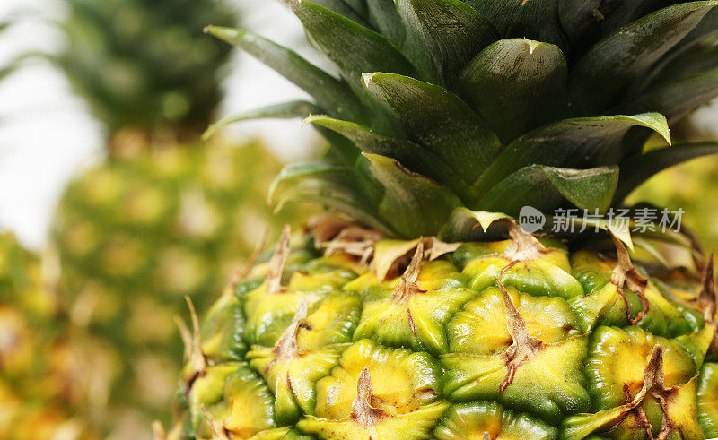 热带水果背景，菠萝