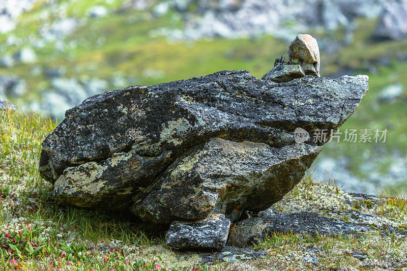 西伯利亚石蛙