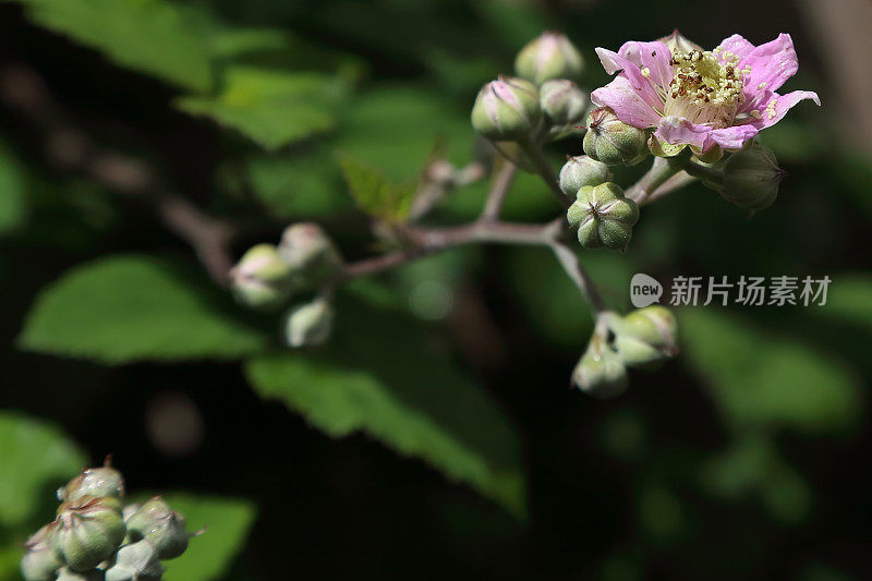 在灌木上的树莓花宏