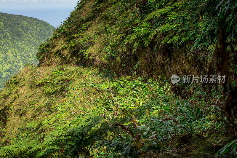 热带徒步旅行