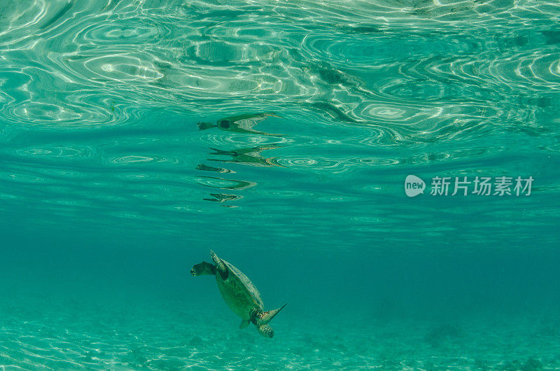 在夏威夷独自游泳的海龟