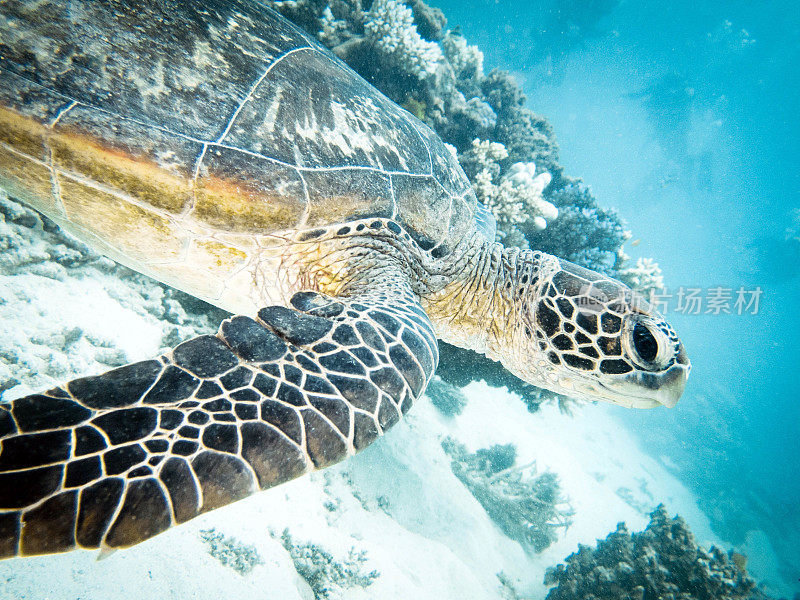 海龟游泳