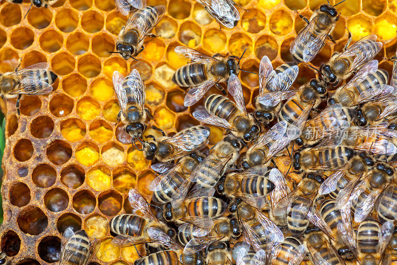 蜜蜂在蜂巢里采蜜