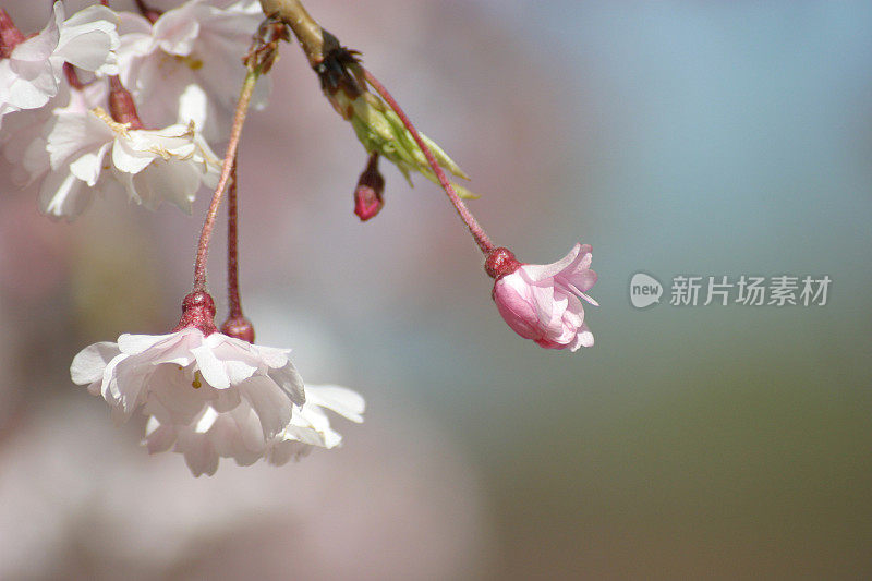 春天鲜花盛开