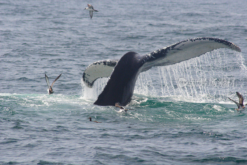 科德角附近的鲸鱼