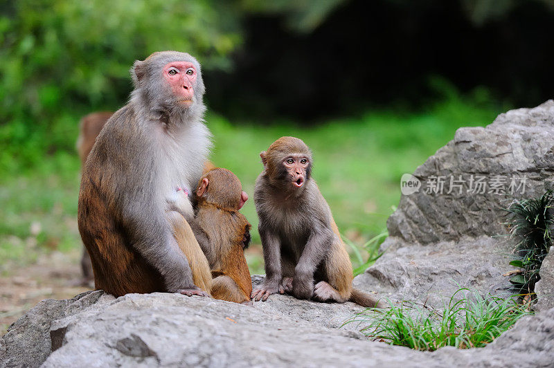 母猴子和它的宝宝