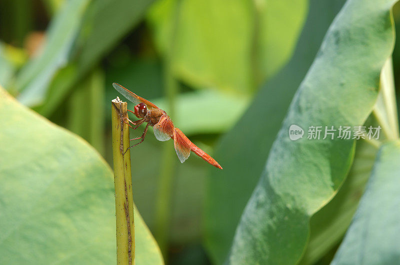 植物茎上的草甸鹰蜻蜓