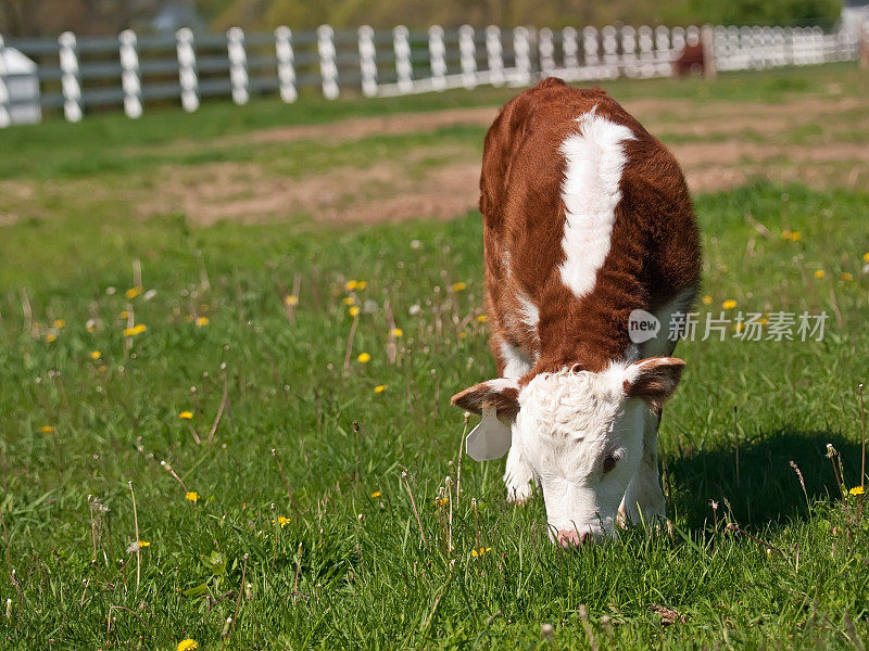 在牧场里吃草的赫里福德小牛
