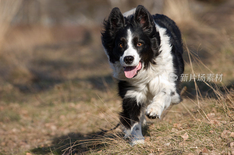 快速的边境牧羊犬