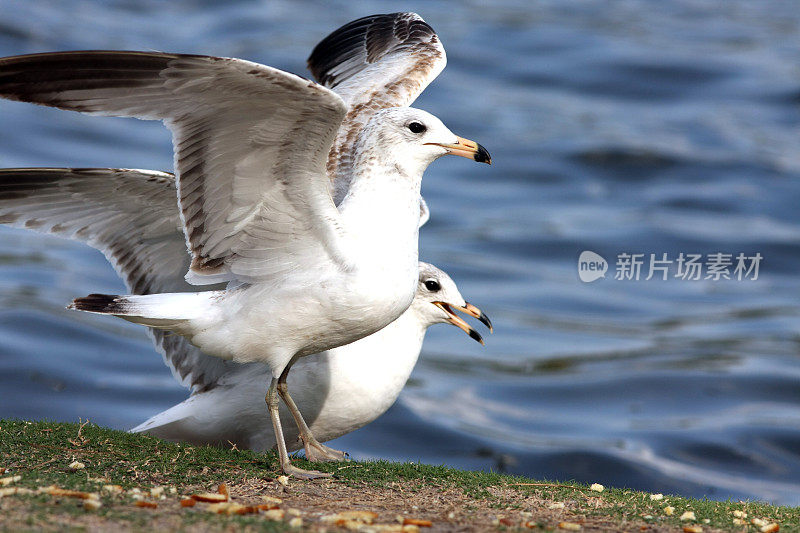 一对环嘴鸥