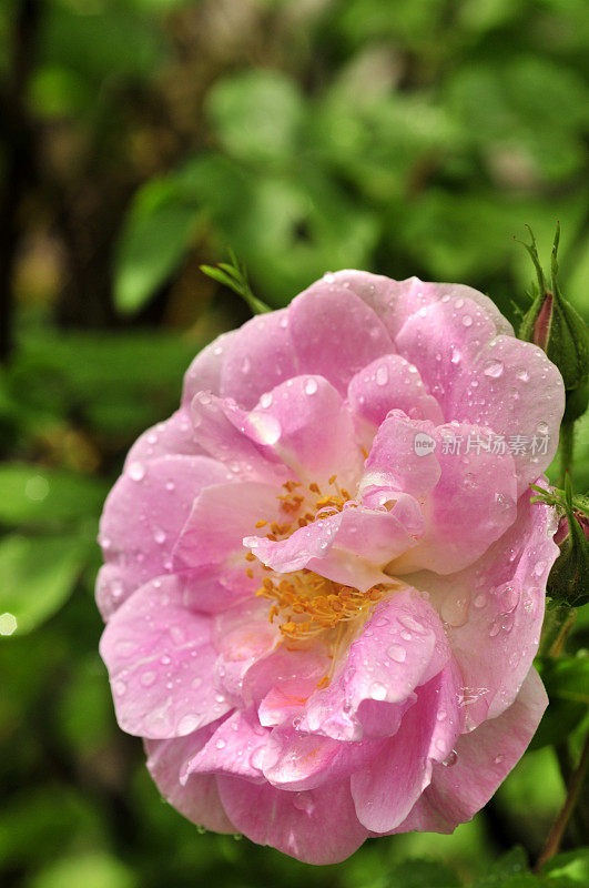 湿灌木玫瑰