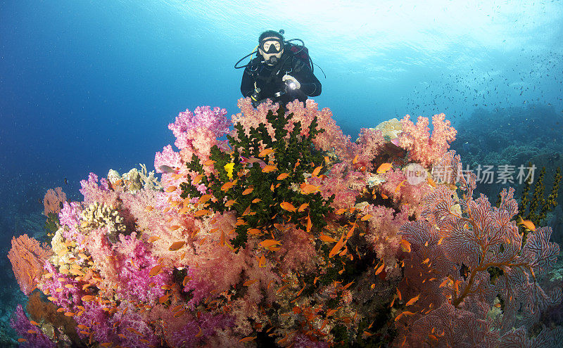 女性潜水员在珊瑚礁上