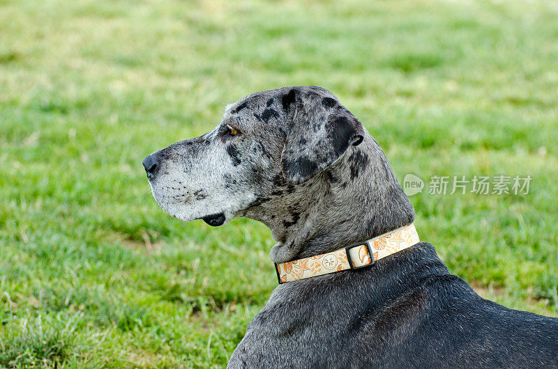 大丹犬的侧面图