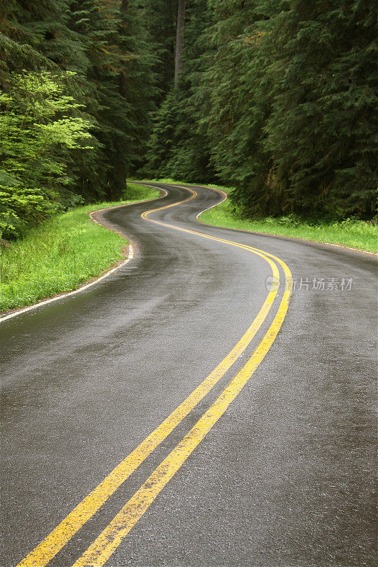 森林中蜿蜒道路