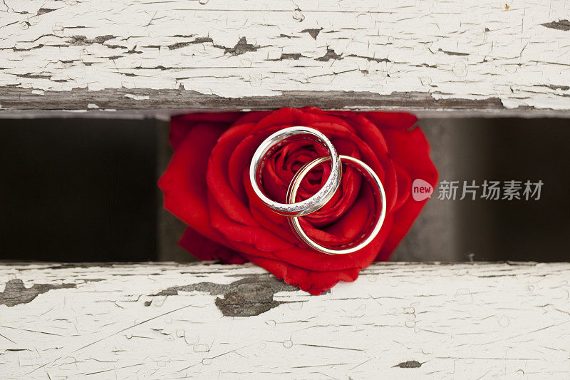 结婚戒指戴在红玫瑰上