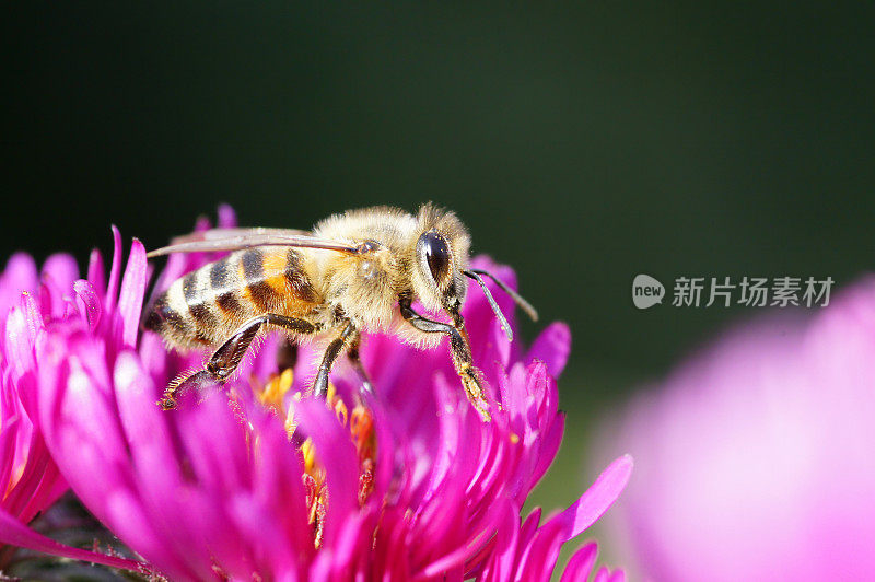 蜜蜂在米迦勒菊上