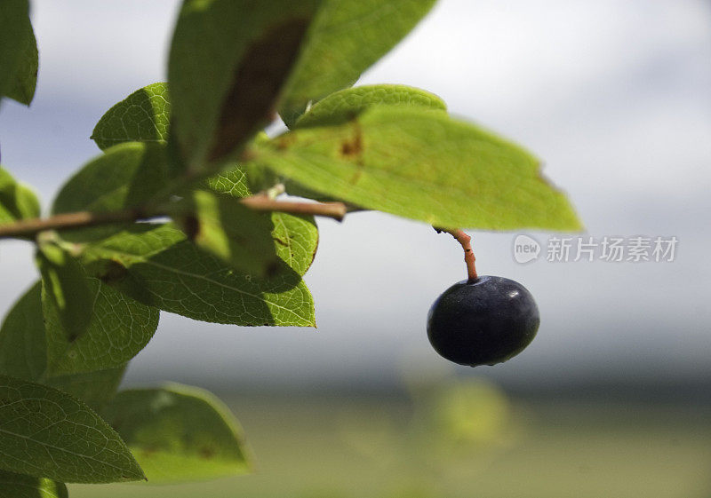 孤独的蓝莓