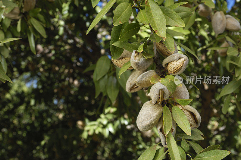 加利福尼亚中部果园里成熟的杏仁特写