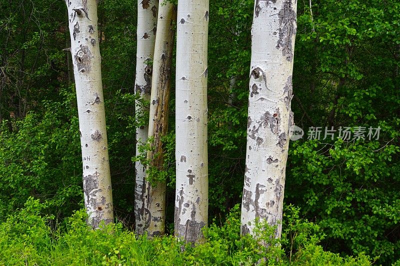 俄勒冈州中部的白杨