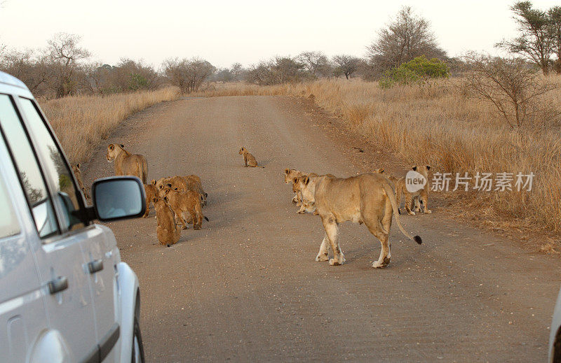 骄傲的狮子，走在路上，幼仔，散焦的汽车狩猎