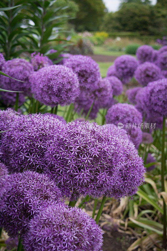 紫色的花