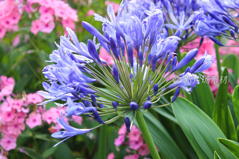 蓝色的agapanthus花，开花植物，夏季花园边界，非洲百合