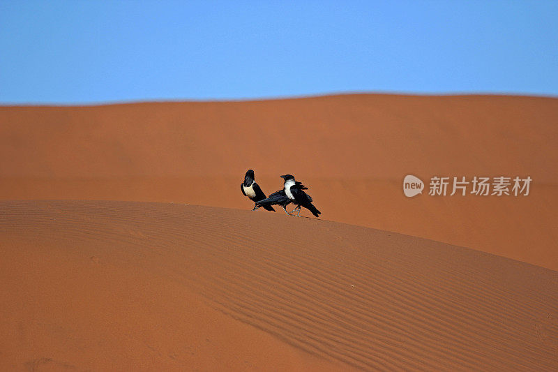 纳米比亚:纳米布沙漠中的彩衣乌鸦