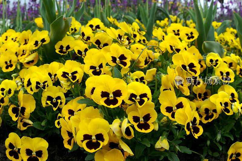 花坛上的黄色三色堇，宽角度
