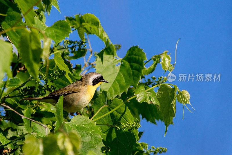 常见YellowThroat