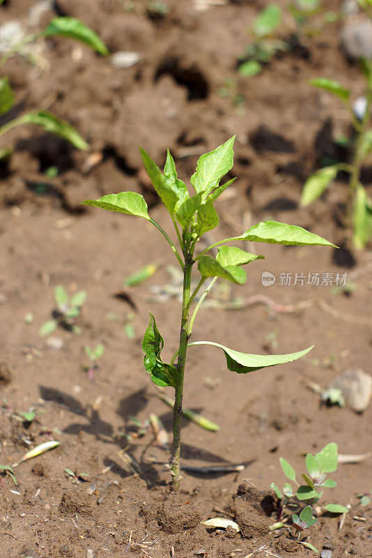 辣椒植株