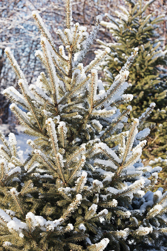 白雪皑皑的常青树