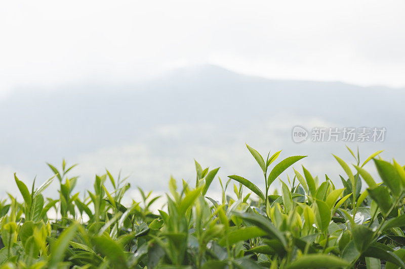 郁郁葱葱的新鲜绿色锡兰茶叶斯里兰卡种植园