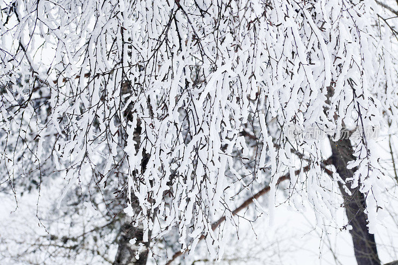 光秃秃的树干和树枝被白雪覆盖