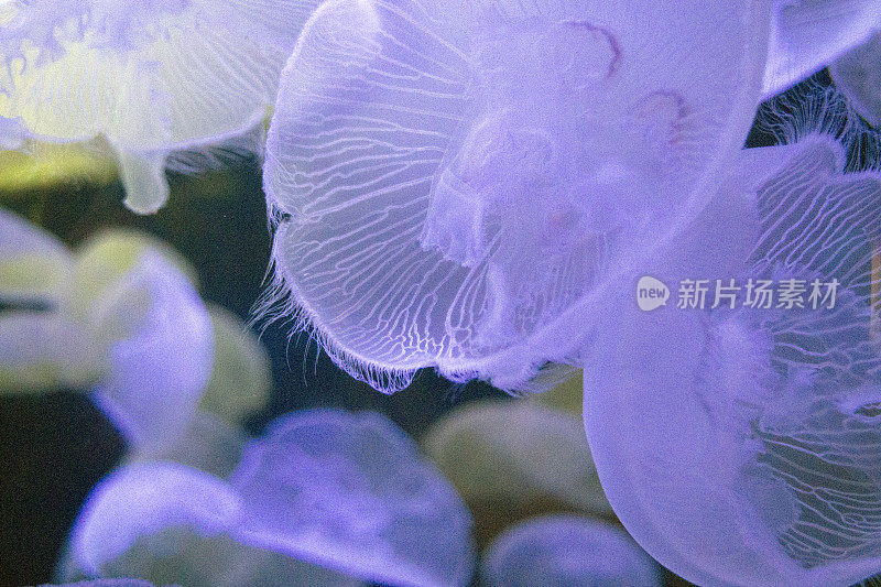 透明Yellyfish