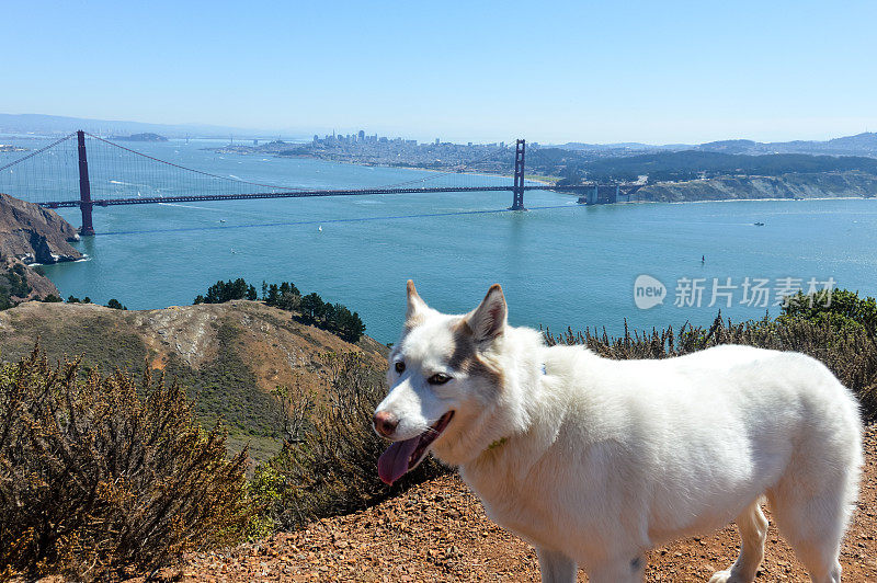 旧金山湾金门大桥上的哈士奇犬