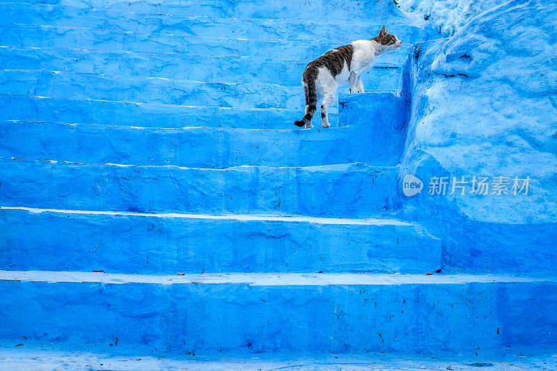 灰白猫站在蓝色楼梯上，舍夫沙万