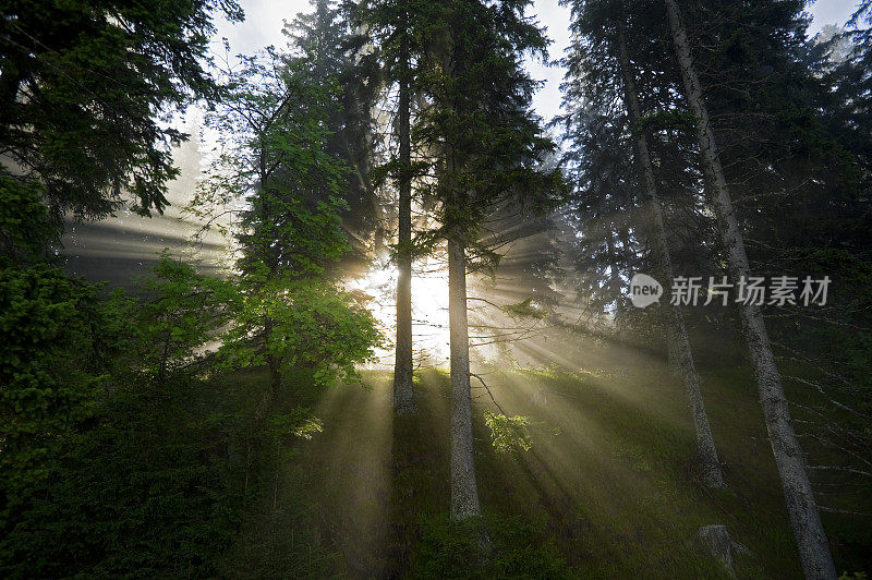 第一缕阳光——夏天早晨树间的阳光