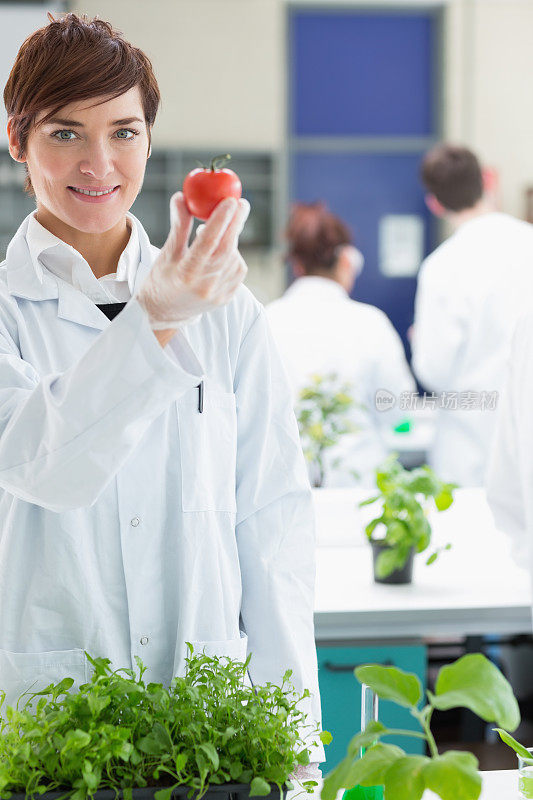 学生生物学家拿着西红柿