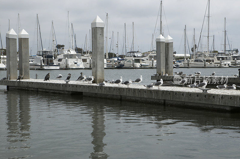 Seaguls在码头