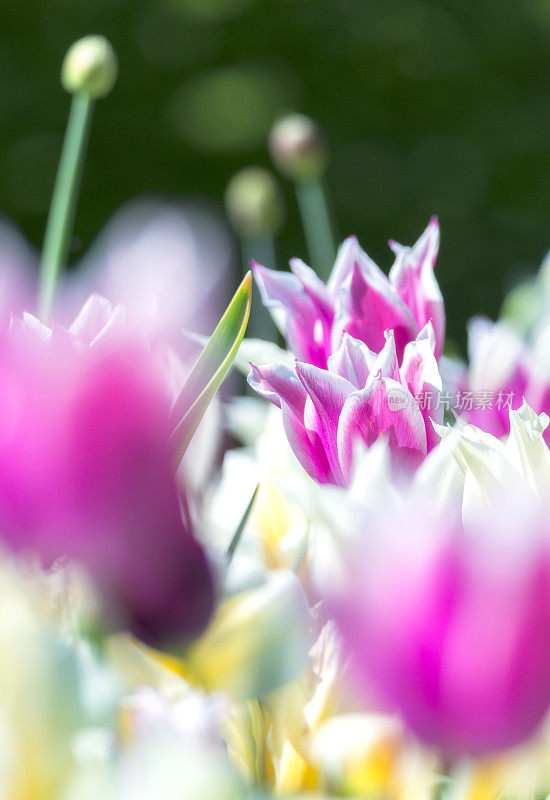 粉色郁金香花圃